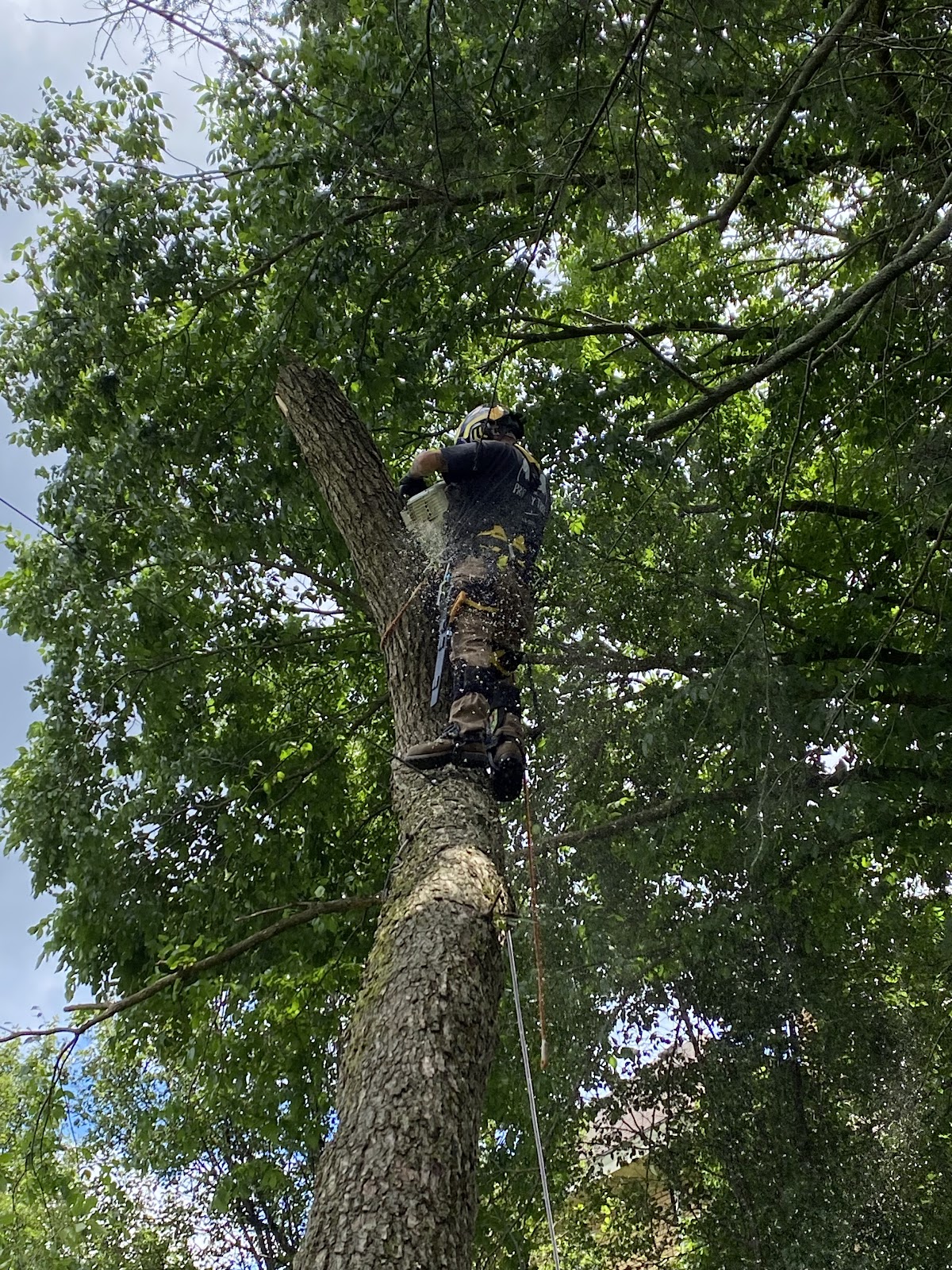 Priority Tree Care climber in black and yellow gear cutting a limb high in an oak tree