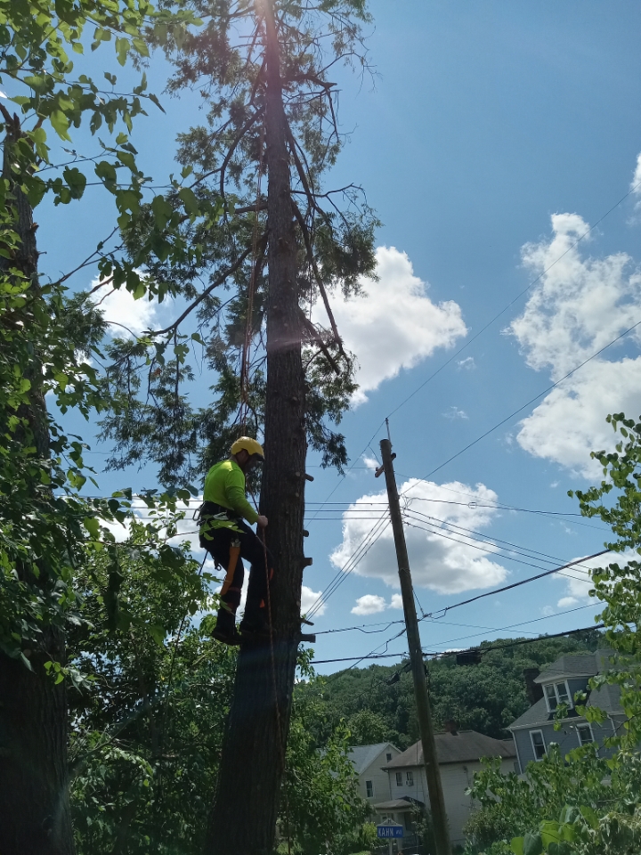 Priority Tree Care climber ascending a tall pine near overhead power lines