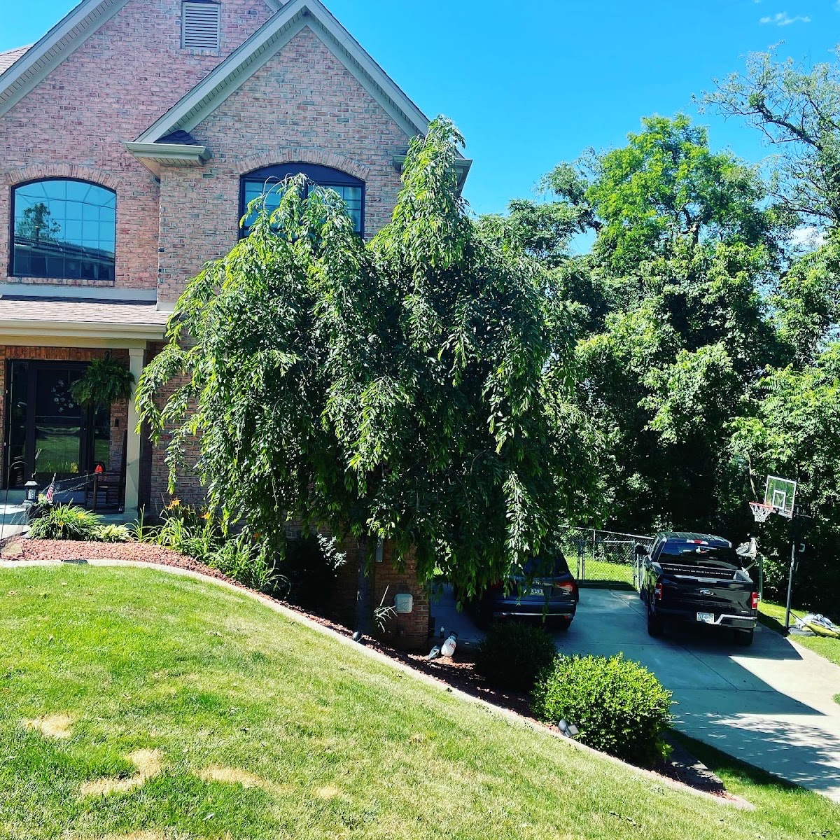 A finished, well-kept yard with a mature ornamental tree beside a brick home