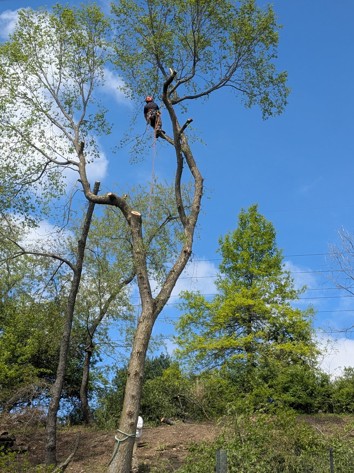 Priority Tree Care climber pruning a tall bare tree against a clear blue sky, cut branches already staged below