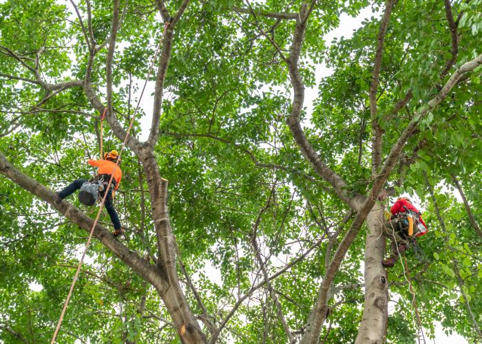 Two Priority Tree Care climbers working roped up high in a leafy tree canopy